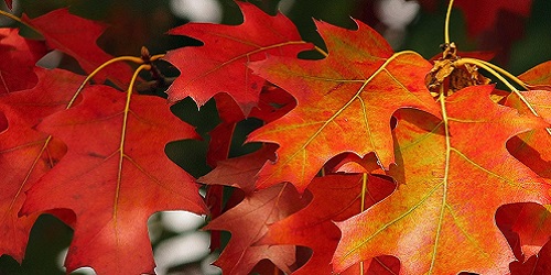 herbst banner